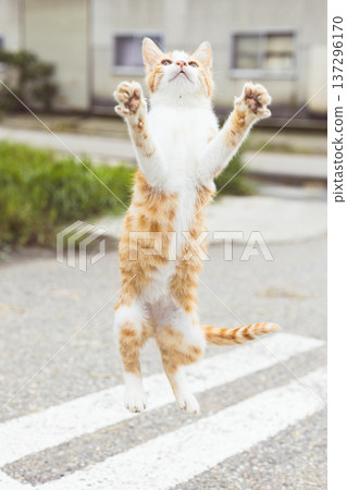 Jumping kitten Jumping kitten 137296170