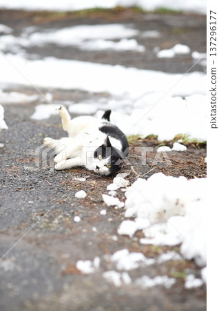 A black and white cat rolling on a snowy road A black and white cat rolling on a snowy road 137296177