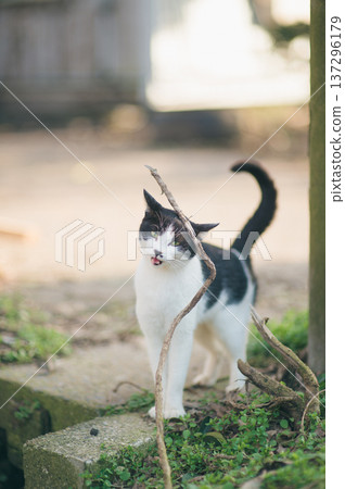Black and white cat sticking out its tongue on the roadside Black and white cat sticking out its tongue on the roadside 137296179