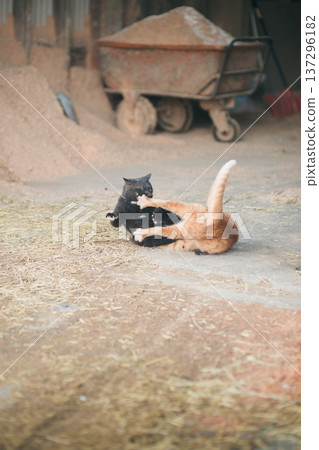 Two cats playing in a barn 137296182