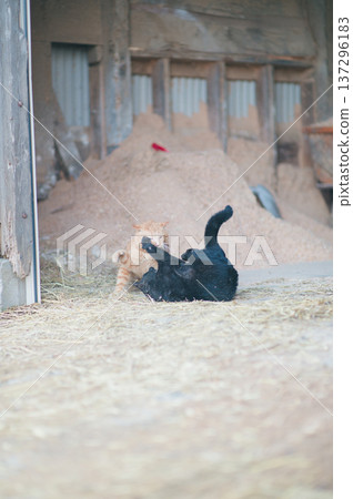 穀倉裡的貓在稻草上嬉戲 137296183