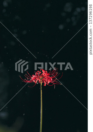 Spider lilies and particles of light 137296198