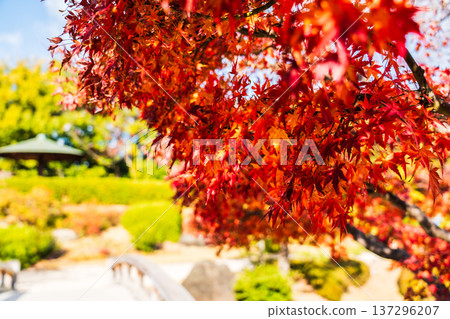 鮮紅的秋葉 137296207