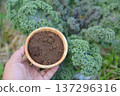 hand hold old coffee powder filter for  use as a fertilize to plants 137296316
