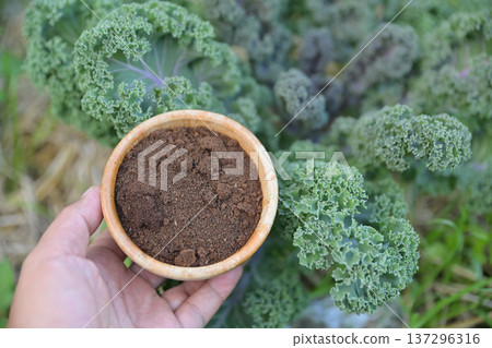 hand hold old coffee powder filter for use as a fertilize to plants hand hold old coffee powder filter for use as a fertilize to plants 137296316