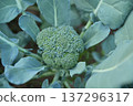 Fresh brocoli for making healthy food in organic garden 137296317