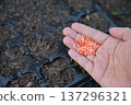 hand hold cucumber seeds for planting in tray 137296321