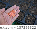 hand hold cucumber seeds for planting in tray 137296322