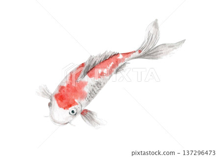 Koi fish isolated on white background. Hand painted watercolor elegant oriental carp with soft red markings, minimal Asian aesthetic illustration perfect for zen branding, spa design, decorative 137296473