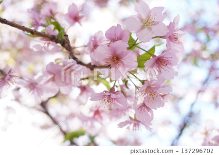 Cherry blossoms bathed in spring light Cherry blossoms bathed in spring light 137296702