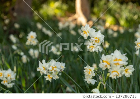 Jogashima Park, January: Daffodils in full bloom Jogashima Park, January: Daffodils in full bloom 137296713
