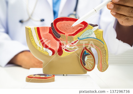 Male reproductive system, Asian doctor holding human anatomy model. 137296736