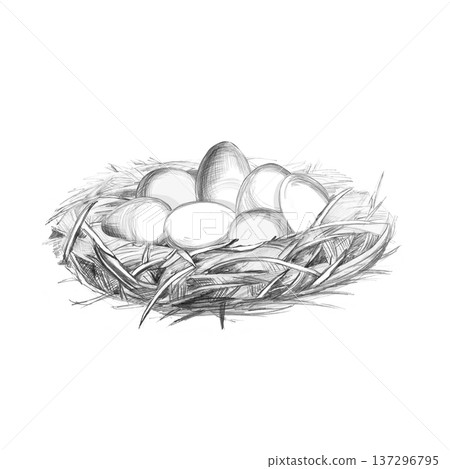 A realistic pencil drawing of a cozy nest with eggs. This isolated illustration is perfect for nature, farming, and family-related themes, as well as for designs such as cards, invitations, websites. 137296795