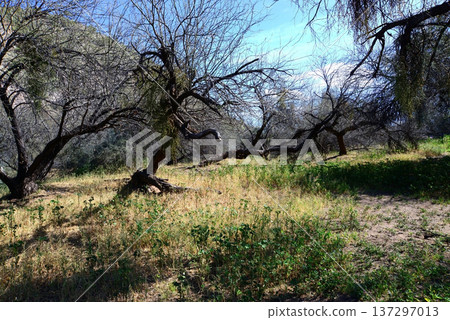Salt River Recreation Area Arizona Salt River Recreation Area Arizona 137297013