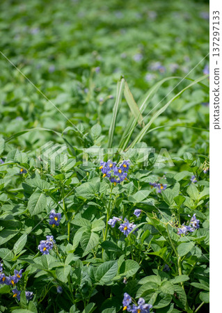 Potato field with purple flowers in full bloom Potato field with purple flowers in full bloom 137297133