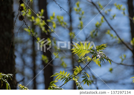Fresh green young leaves in early summer Fresh green young leaves in early summer 137297134