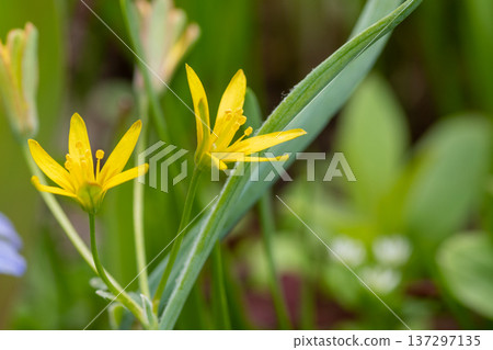 Kibanoanamana blooming in the spring field Kibanoanamana blooming in the spring field 137297135