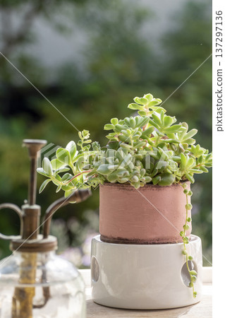 Group planting of succulents on the windowsill Group planting of succulents on the windowsill 137297136