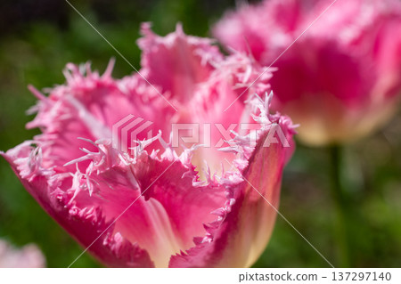 Fringe-blooming pink tulips 137297140