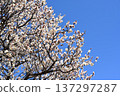 日本晴空萬裡，梅花潔白。 137297287