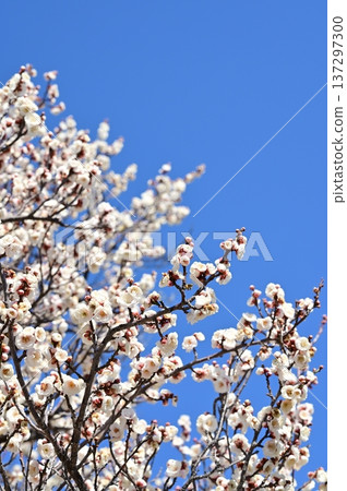 Clear skies and white plum blossoms in Japan Clear skies and white plum blossoms in Japan 137297300
