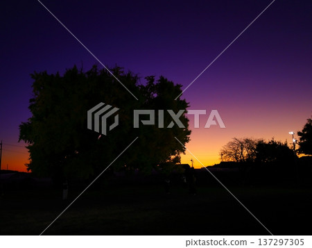 Evening view of the great ginkgo tree in Toyohashi and Yamato Evening view of the great ginkgo tree in Toyohashi and Yamato 137297305