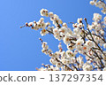 日本晴空萬裡，梅花潔白。 137297354