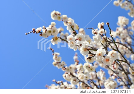 日本晴空萬裡，梅花潔白。 137297354