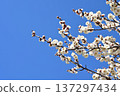 日本晴空萬裡，梅花潔白。 137297434