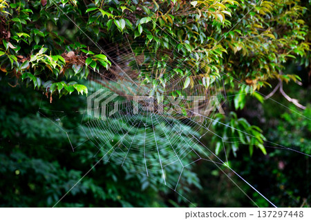 蜘蛛網 蜘蛛網 137297448