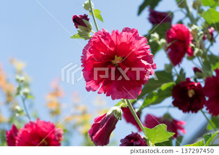 Summer hollyhocks Summer hollyhocks 137297450