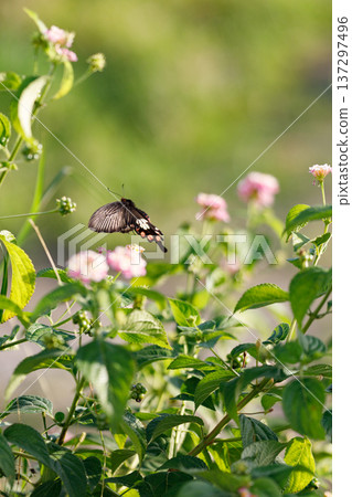 Green natural scenery with a black butterfly fluttering among pink wildflowers Green natural scenery with a black butterfly fluttering among pink wildflowers 137297496