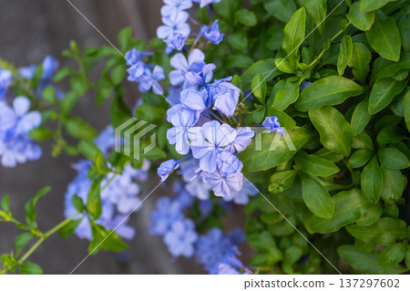 夏日藍鈴花 137297602