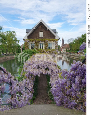 Phone photo of the Ponts Couverts with houses and stairs draped in wisteria flowers, framed by Strasbourg Cathedral in the background. Scenic spring urban view showing historic architecture Phone photo of the Ponts Couverts with houses and stairs draped in wisteria flowers, framed by Strasbourg Cathedral in the background. Scenic spring urban view showing historic architecture 137297626