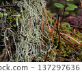 Beautiful lichen moss with pine needles in the forest. Close-up 137297636
