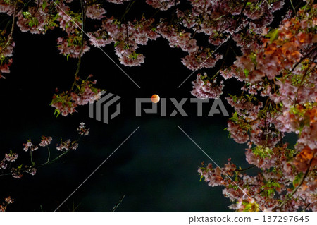 Kawazu cherry blossoms and a total lunar eclipse Kawazu cherry blossoms and a total lunar eclipse 137297645