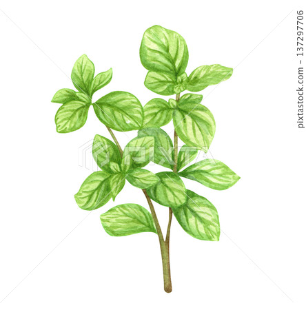 Oregano. Watercolor illustration. Cookbooks, recipes, aprons, kitchen accessories, stickers, dishes, food packs. 137297706