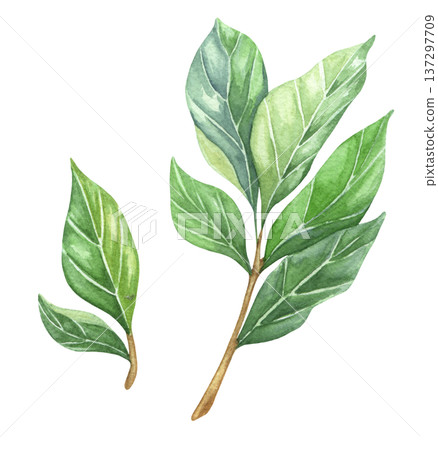 Watercolor hand drawn bay leaves. Herbs illustration on white background for packaging design 137297709
