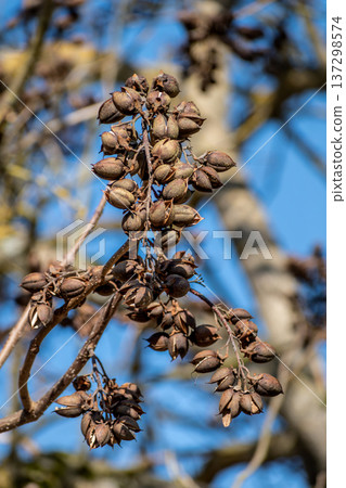 Paulownia tomentosa seeds late winter, also called empress tree or foxglove tree, fast growing and large leaf, paulowniaceae 137298574