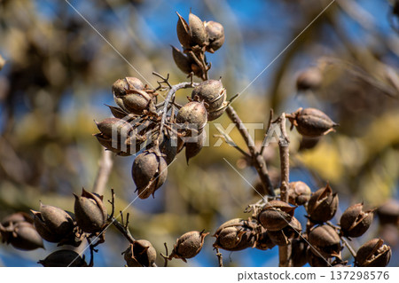 Paulownia tomentosa seeds late winter, also called empress tree or foxglove tree, fast growing and large leaf, paulowniaceae Paulownia tomentosa seeds late winter, also called empress tree or foxglove tree, fast growing and large leaf, paulowniaceae 137298576