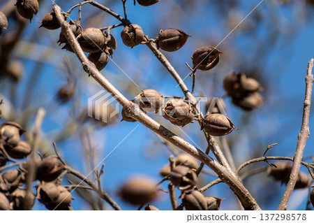 Paulownia tomentosa seeds late winter, also called empress tree or foxglove tree, fast growing and large leaf, paulowniaceae Paulownia tomentosa seeds late winter, also called empress tree or foxglove tree, fast growing and large leaf, paulowniaceae 137298578