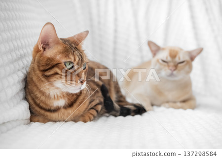 Bengal cat in focus with second cat blurred in background 137298584