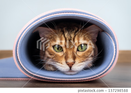 Bengal cat looking out from rolled yoga mat Bengal cat looking out from rolled yoga mat 137298588