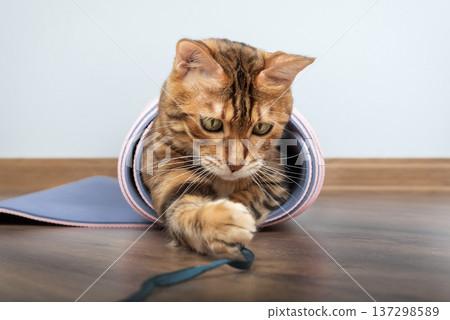 Bengal cat playing from inside rolled yoga mat 137298589