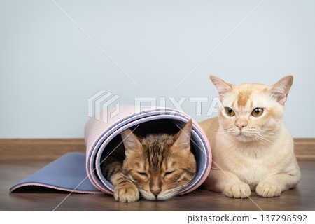 Bengal cat resting in rolled yoga mat with Burmese cat nearby 137298592