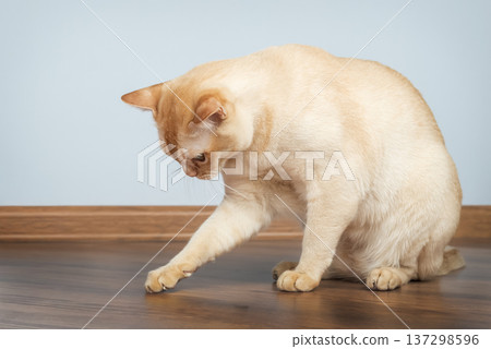 Burmese cat touching floor with paw while sitting 137298596