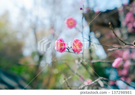 Kyoto's beautiful gardens 137298981