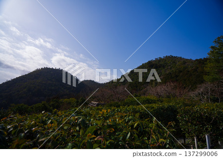 京都的美麗花園 京都的美麗花園 137299006
