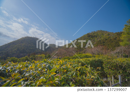 Kyoto's beautiful gardens Kyoto's beautiful gardens 137299007