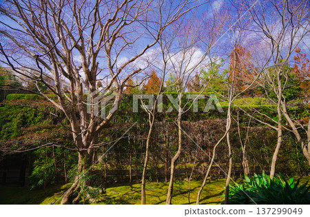 Kyoto's beautiful gardens Kyoto's beautiful gardens 137299049